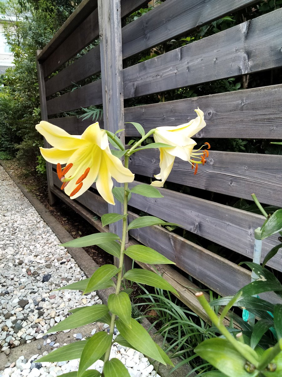 M29205905's tweet photo. 春に植えたユリが開花しました✨

正直、名前がよくわかりません。

リ��ガルリリーでしょうか? https://t.co/C9NRMkKhdR