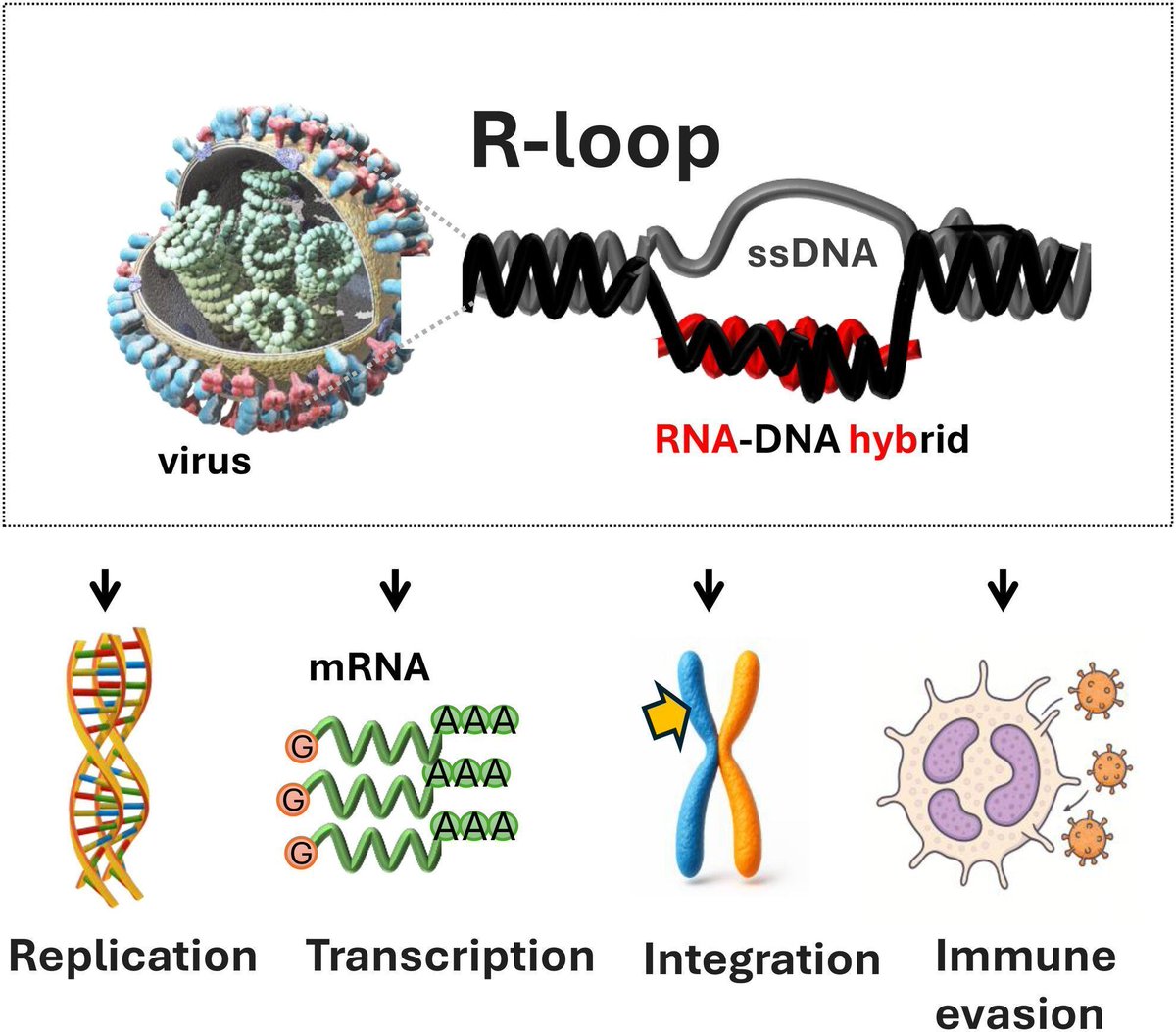 FEBS_Letters's tweet image. Explore chromosomal R-loops with Lóránt Szekvolgyi—his talk starts soon! 🧬 
Dive deeper with his Perspective article: tinyurl.com/2kjphmva 
 😊 #Genomics #Rloops #FEBS2025