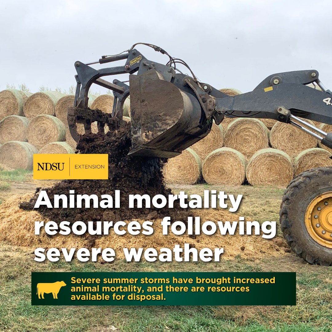NDSUExtension's tweet image. As cleanup from June's severe weather continues, reports of animal mortalities are beginning to accumulate. We along with agency partners have gathered pertinent reporting and disposal information. ag.ndsu.edu/news/newsrelea…
