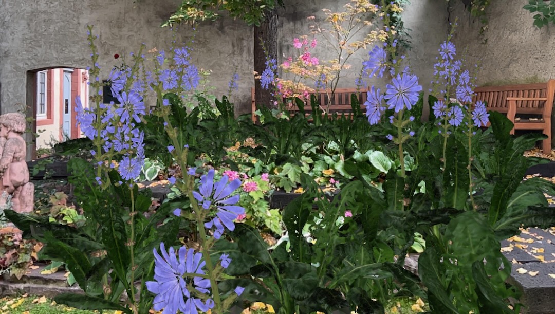 AnnaDumitriu's tweet image. I've just added a new work on
@objktcom made in the Goethe's garden in Frankfurt with virtually 'planted' gene-edited wild chicory plants. The blue flower in German Romanticism inspired Goethe to write the "Metamorphosis of Plants" and he said "the unnatural that too is natural"