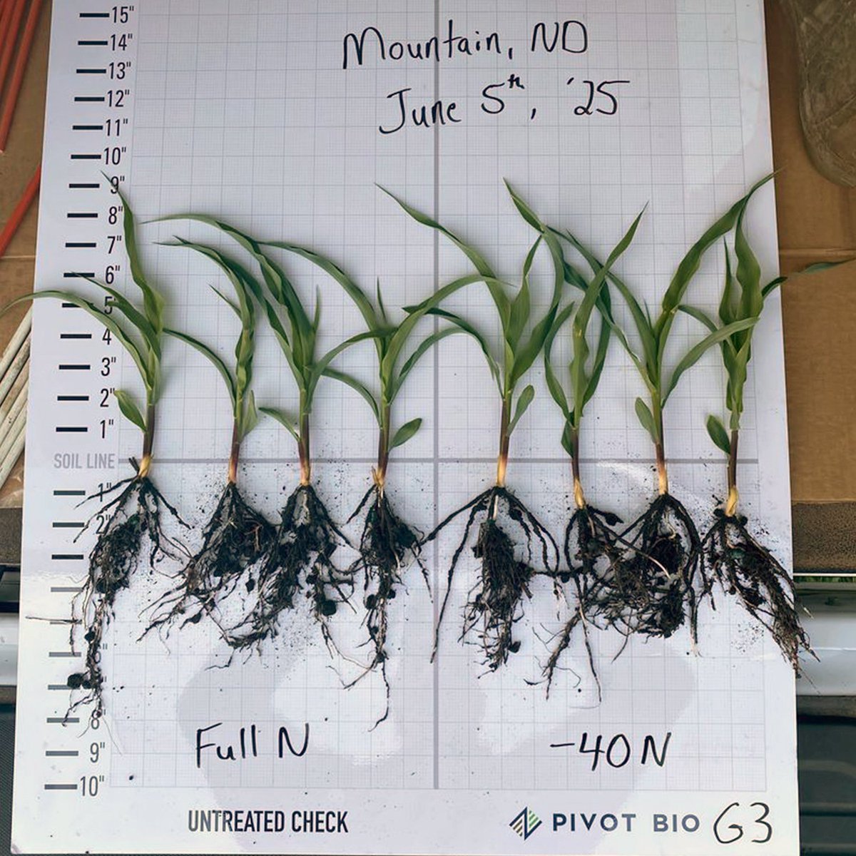 Strong early performance coming out of Mountain, ND! 🌱 This Grower replaced 40 units of Nitrogen with Pivot Bio PROVEN G3 on Channel seed (180-24 VT2PRIB) and the results are already impressive. Want to know what makes PROVEN G3 different? Learn more on how we are #PROVENit
