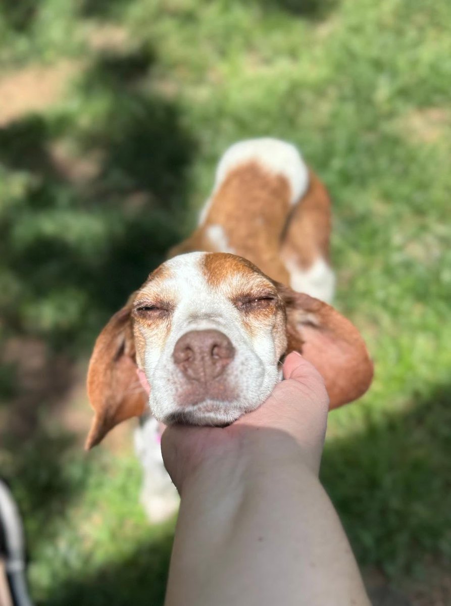 Adoptable beagle of the day-ROSIE! tribeagles.org/product/rosie-…