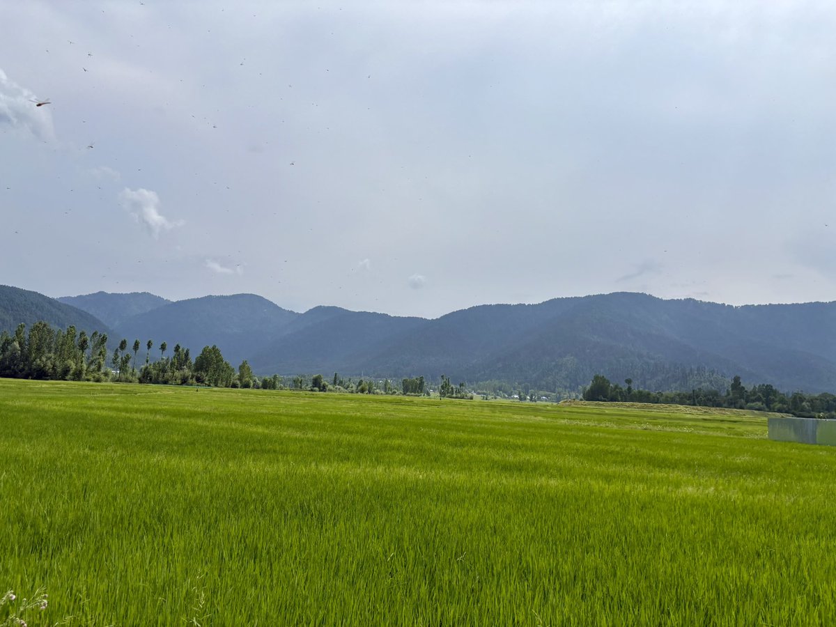 LoneNasir_'s tweet image. Summer hits differently in Lolab — a reminder of all we must protect and preserve. 

#SaveTrees
#PlantTrees