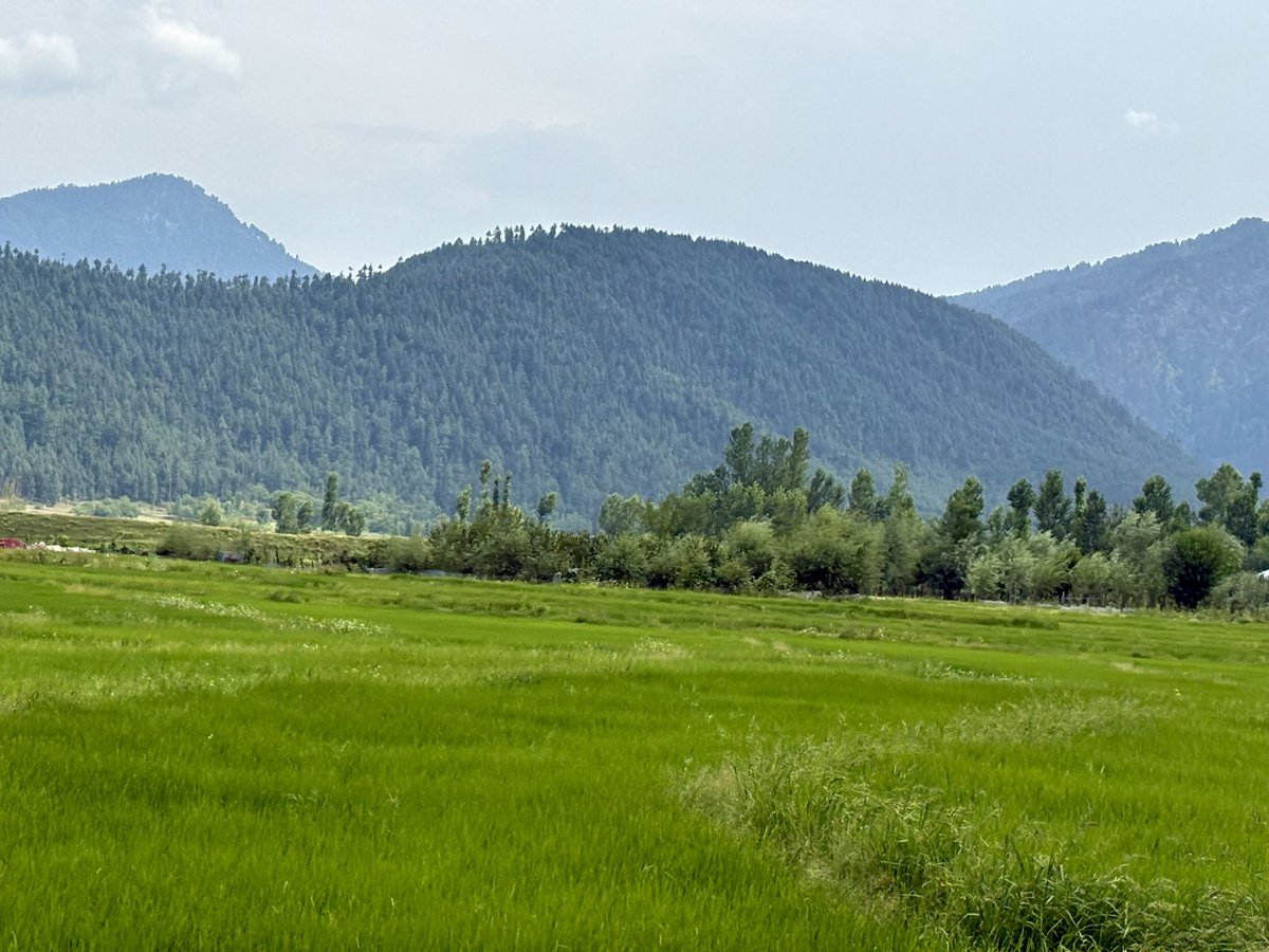 LoneNasir_'s tweet image. Summer hits differently in Lolab — a reminder of all we must protect and preserve. 

#SaveTrees
#PlantTrees