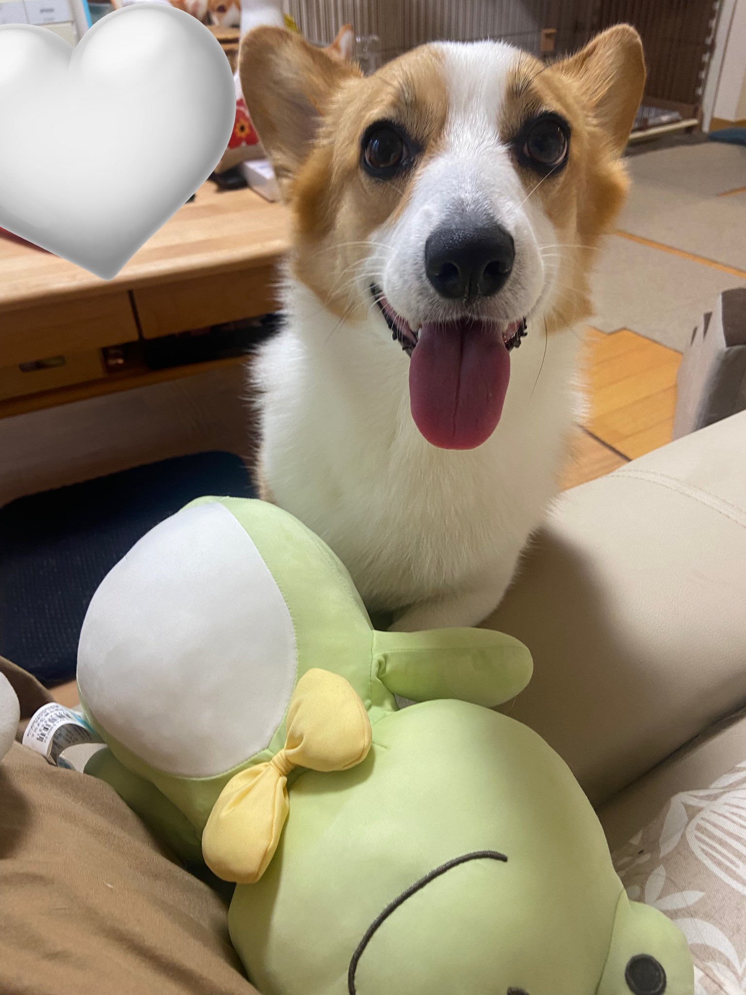 【T♡ちゃんページ】 ☆チワックスさんとコーギーさん☆ コーギーLOVE on X: 