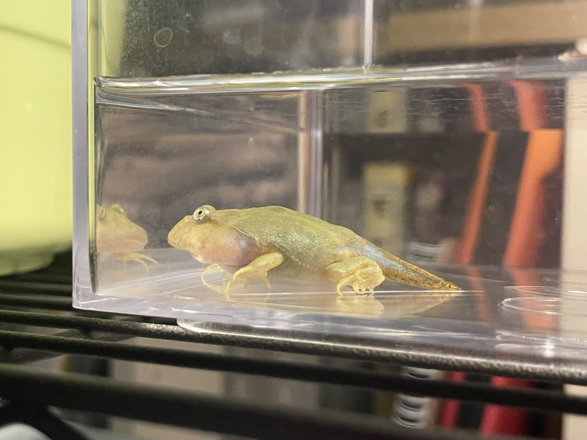 kaeddin's tweet photo. もうすぐ上陸なメンダコと
のんびりオタマ生活なジュウモンジダコち。
（カエルにタコの名前つけるのわたしくらいなんか？ https://t.co/msEPUiRiLv