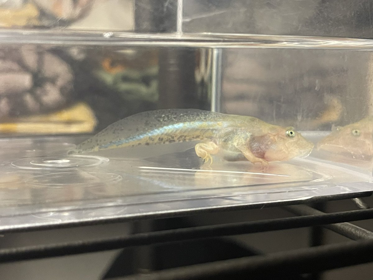 kaeddin's tweet photo. もうすぐ上陸なメンダコと
のんびりオタマ生活なジュウモンジダコち。
（カエルにタコの名前つけるのわたしくらいなんか？ https://t.co/msEPUiRiLv