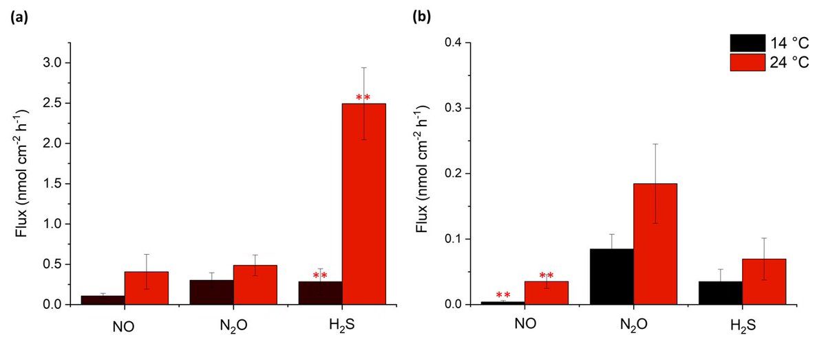 New paper: Effects of increasing temperature on NO, N2O and H2S production and dynamics within epiphytic seagrass leaf biofilms
sciencedirect.com/science/articl…
High temp positively effects production of phytotoxins and greenhouse gas in seagrass that can impact their ecological function