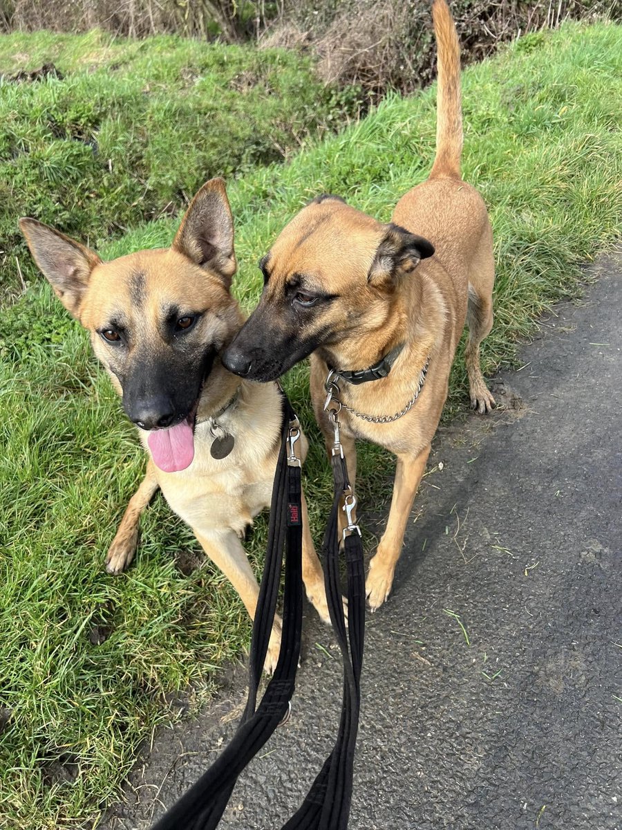 Lucy is 2yrs old and she was sold as a pup, bred from, sold again and then taken to be pts 24hrs later! Lucy is a sweet girl who can live with older kids and plays well with the other #dogs at the kennels 
#germanshepherd #Essex 
gsrelite.co.uk/lucy-6/