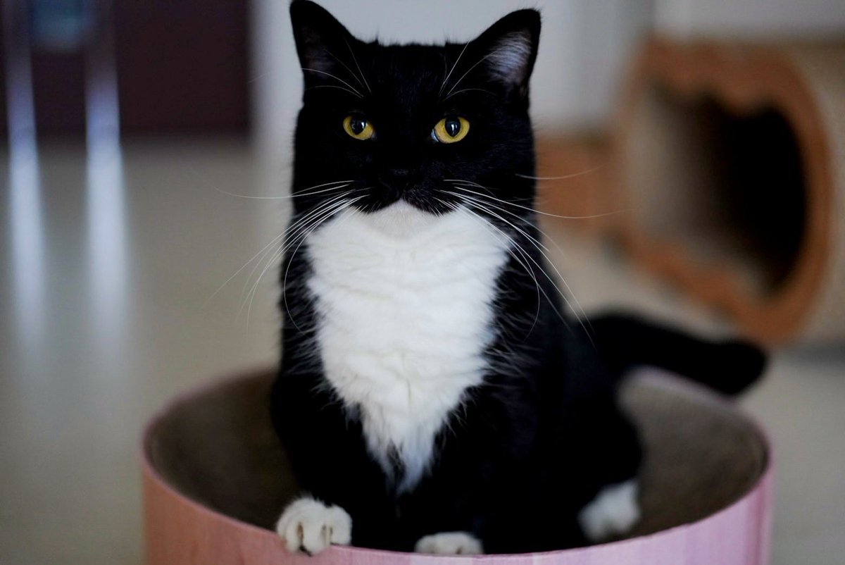 No one can defeat me! :3