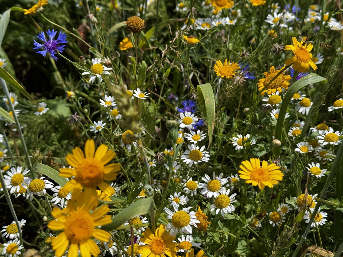 A spectacular display of wildflowers at Noakes Grove Saffron Walden <a href="/swtic/">Saffron Walden TIC</a> <a href="/Saffronwaldentc/">Saffron Walden Town Council</a>
<a href="/UttlesfordDC/">Uttlesford DC</a> <a href="/SafWaldInitiat/">SWInitiative</a> <a href="/DUttlesford/">Discover Uttlesford</a>
<a href="/VisitEssex/">Visit Essex</a> <a href="/swaldenreporter/">Saffron Walden Reporter</a> @arcldp #SaffronWalden #Essex #WaldenCountryside #NoakesGrove