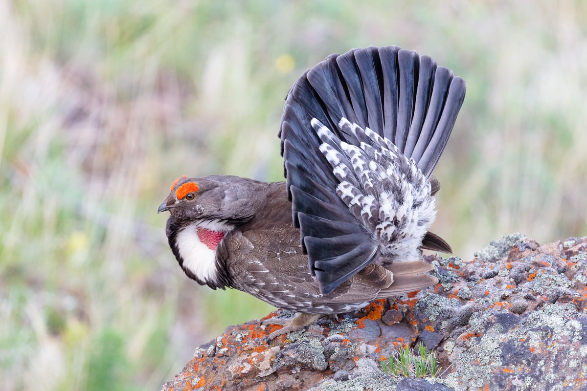 Interior's tweet photo. Birding is a fun hobby that forces you to slow down, be observant of your surroundings and appreciate a wider world that was there all along. 🦆🦅

Get started on your birding adventure today: https://t.co/QX7UU6bVY8

Photos by Jacob W. Frank / NPS