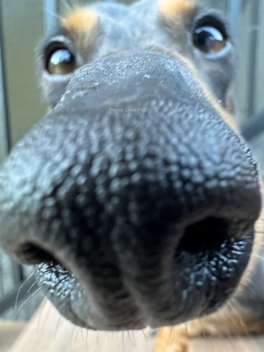 Tess is requesting her very furst boooop!
#tess #fosterpup