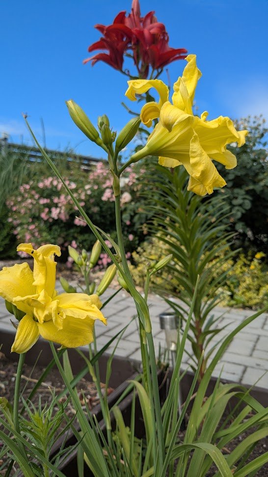 MizeraMichael's tweet image. I wish you all a wonderful summer, my dears. The garden makes us happy, everything is blooming beautifully. #flower #daylily #garden #BeautifulNature #summer