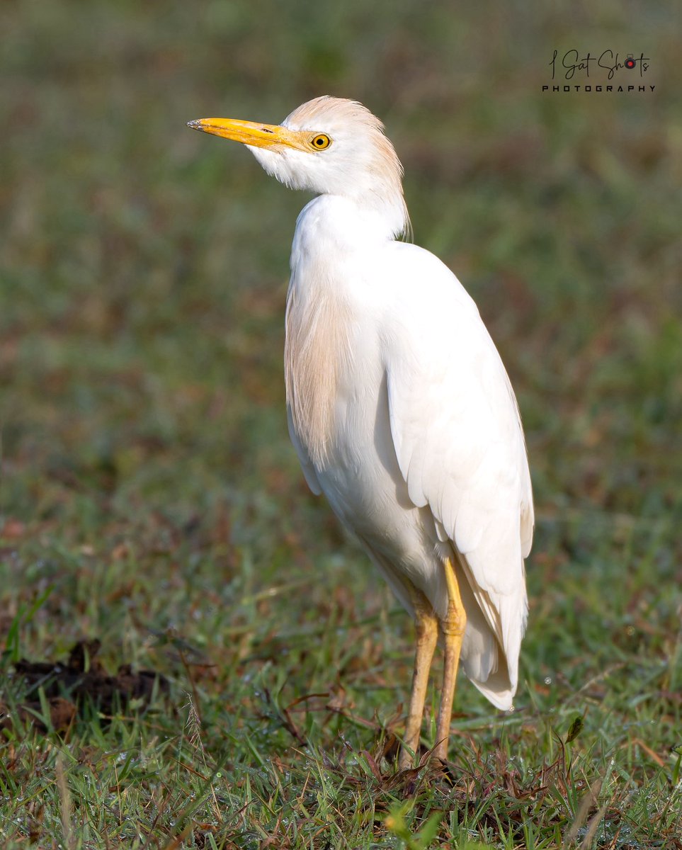 Western Cattle Egret