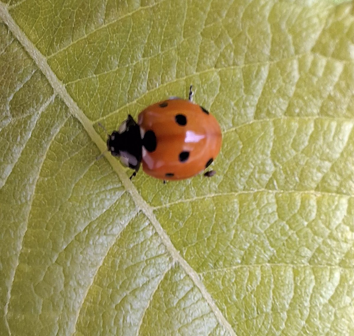 Poppy Tuxedo, Smokey and Foxy tweet media