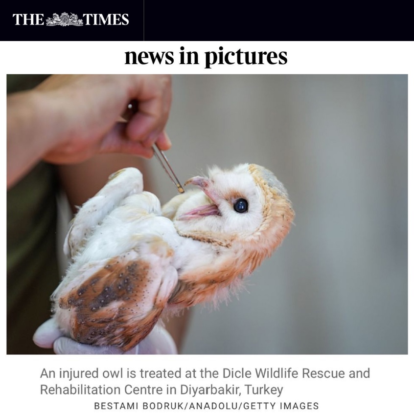 AA Diyarbakır Bölge Müdürlüğü'nden Kıdemli Muhabir <a href="/bestamibodruk/">bestami bodruk 🇸🇩</a>'un çektiği fotoğraf The Times'da yer aldı
<a href="/anadoluimages/">Anadolu Images</a> <a href="/anadoluajansi/">Anadolu Ajansı</a> <a href="/Yusuf_Ozhan/">Yusuf Özhan</a> <a href="/aunlupinar/">Aykut Ünlüpınar</a> <a href="/fotomotovol/">Volkan Furuncu</a> <a href="/hhasanay/">Hasan Ay</a> <a href="/OrhanTopal3/">Orhan Topal</a> <a href="/SMAKaplan/">Sema Kaplan</a>