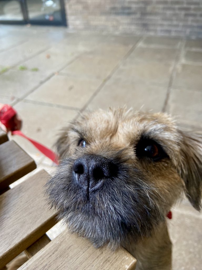 helbo1's tweet image. Snouty pup ❤️