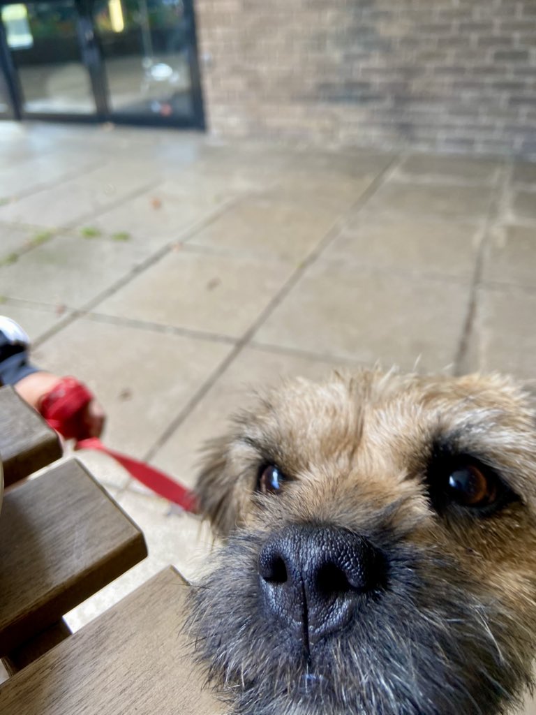 helbo1's tweet image. Snouty pup ❤️