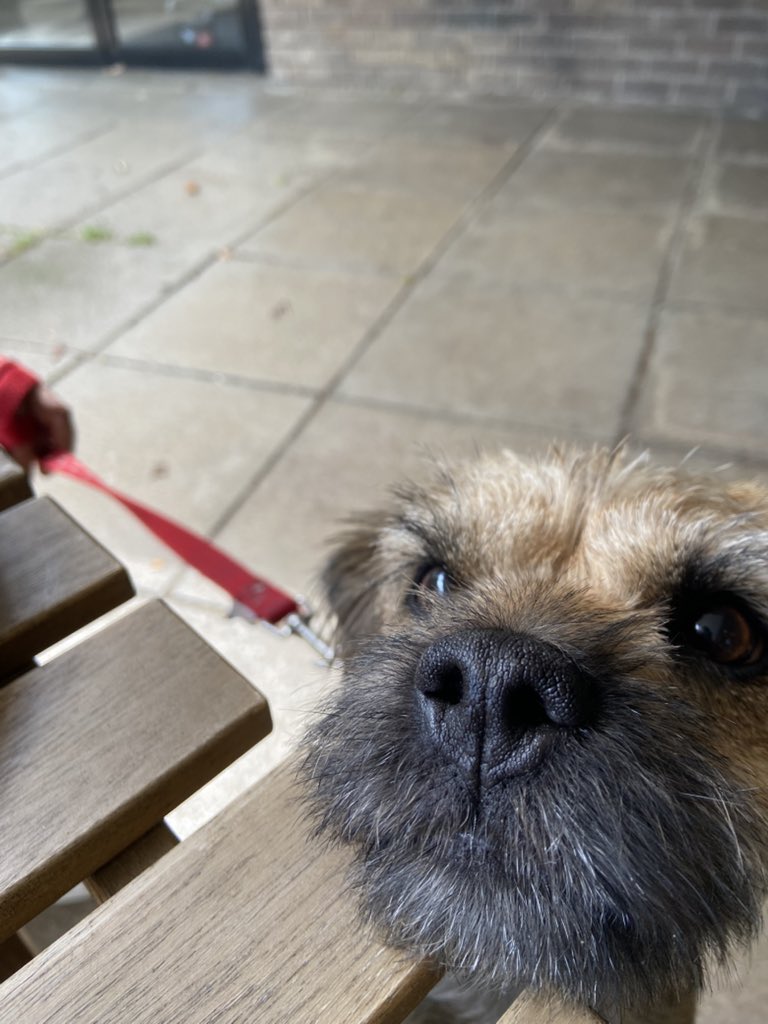 helbo1's tweet image. Snouty pup ❤️
