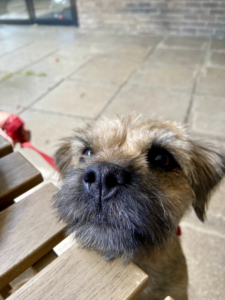 helbo1's tweet image. Snouty pup ❤️