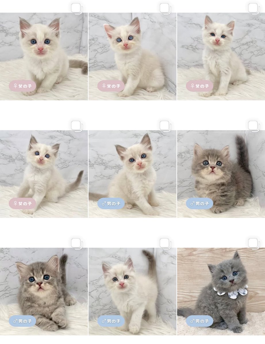 ð«§ æç¥ã®ç«ã¡ããå°éïŸïŸïŸïœ°ïŸïŸïœ° ð«§ (æ ª)LEGARE (@legaremeow) on Twitter photo ããã°ãã¯ðâš
ã
€
â«ïžInstagramïŒåç«ã¡ããäžèЧïŒ
â«ïžã¿ããªã®åç«ããªãŒããŒ
ã
€
æŽæ°ããŸããâ
ã
€
ãããããããã£ãŒã«ã®ãªã³ã¯ããã¢ã¯ã»ã¹ãã§ããŸãã®ã§ïœ€ãã²ã確èªãã ããð±.â
#ç«å¥œããããšç¹ãããã
#ç« #ãã
#ç«ã®ããæ®ãã ããã°ãã¯ðâš
ã
€
â«ïžInstagramïŒåç«ã¡ããäžèЧïŒ
â«ïžã¿ããªã®åç«ããªãŒããŒ
ã
€
æŽæ°ããŸããâ
ã
€
ãããããããã£ãŒã«ã®ãªã³ã¯ããã¢ã¯ã»ã¹ãã§ããŸãã®ã§ïœ€ãã²ã確èªãã ããð±.â
#ç«å¥œããããšç¹ãããã
#ç« #ãã
#ç«ã®ããæ®ãã
