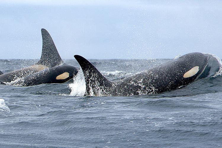 MC_org's tweet image. A new report just published says the southern resident killer whales are showing no sign of recovery under current conditions. There are 73 - of those, 22 were observed to be in poor condition.
The full report can be accessed here.
marineconnection.org/no-sign-of-rec…