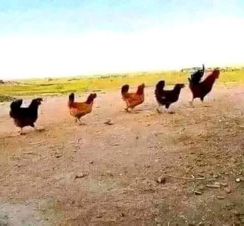 عقيًل بن محمد العقيًل( أبو أنس) tweet media