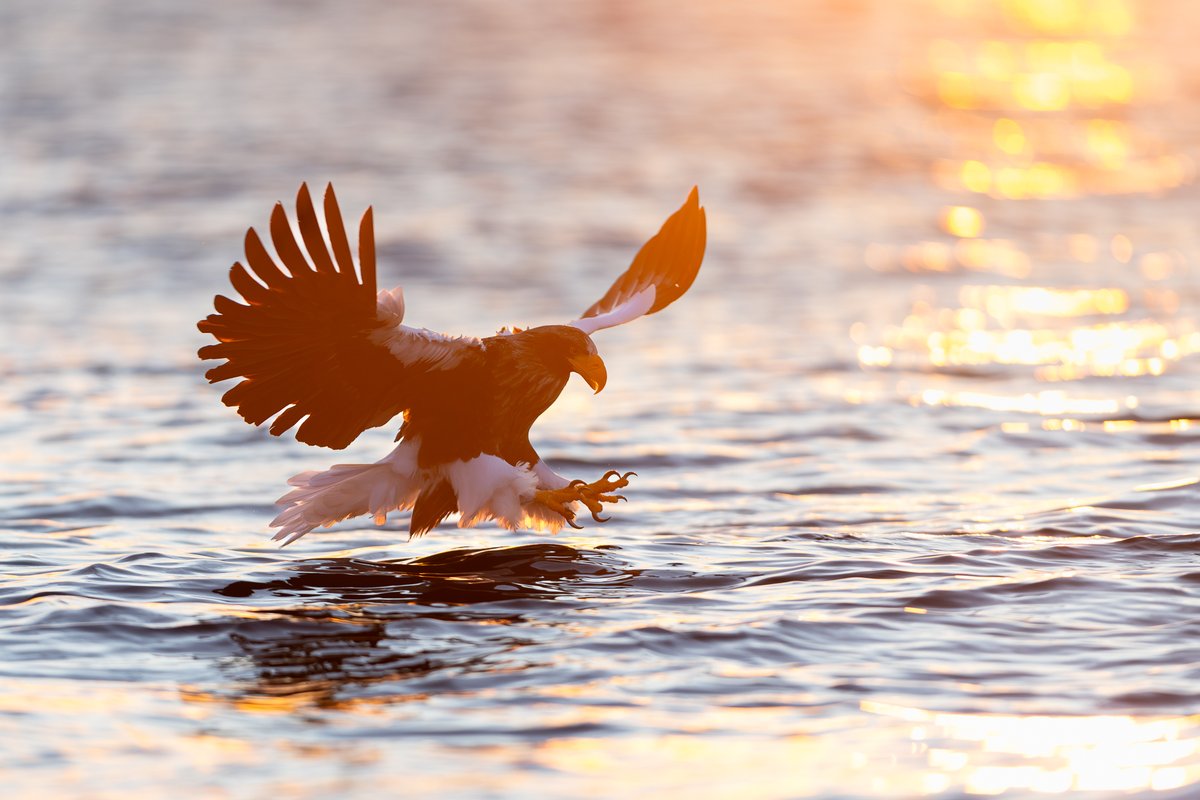 ¡Nuestro Canon Pro Master Marc Albiac nos deja hoy esta impresionante fotografía de un pigargo de Steller en plena acción!
Descubre cómo la hizo:
📸 Canon EOS R1 + RF 400mm f/2.8L IS USM|1/2000 s | f/2.8 | ISO 1600