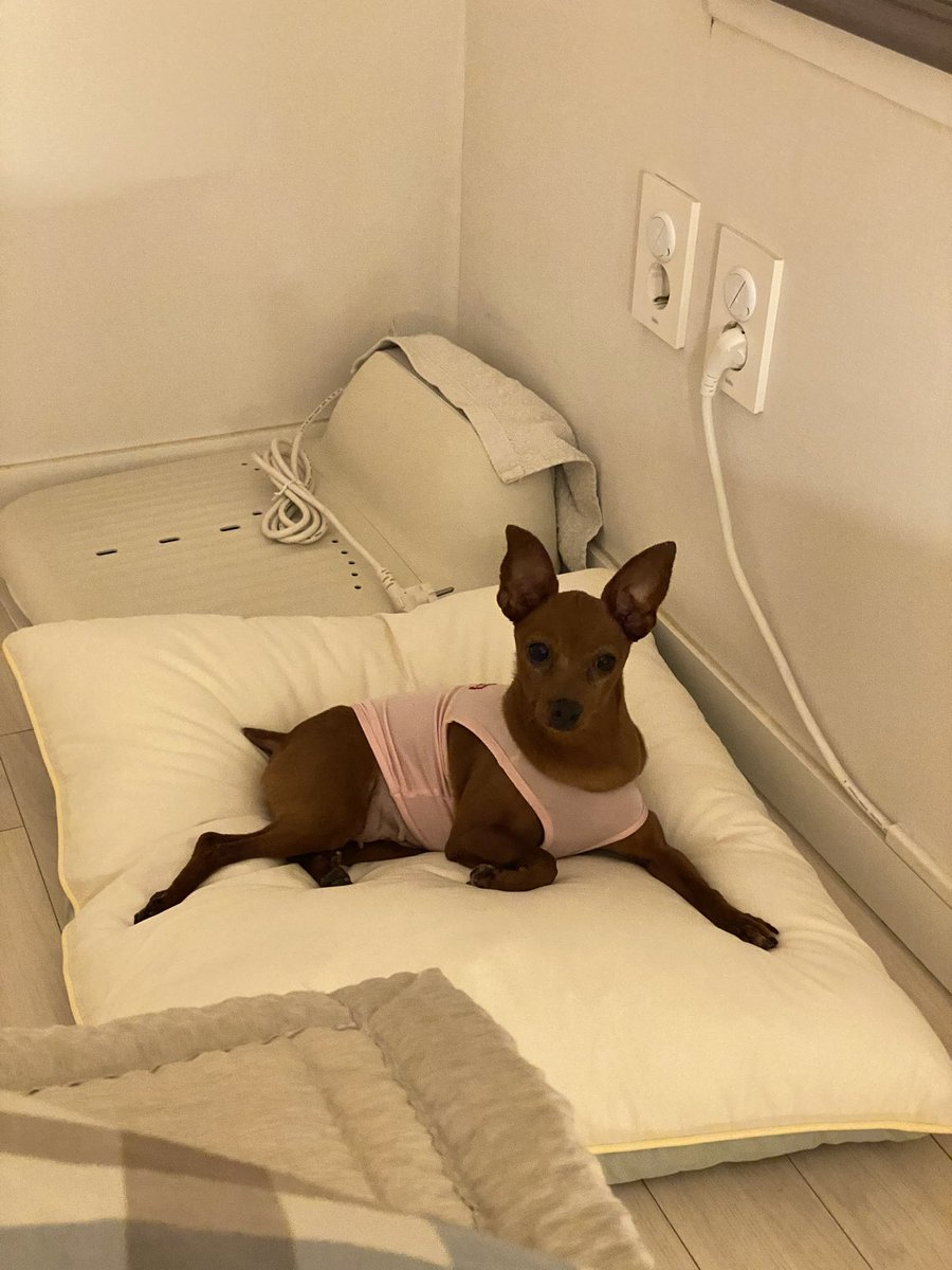 대추 입양가더니 한글도 배워서 편지도 써줌😭 대추가 첫번째 하숙생이어서 이모는 너무 행복했어🥹 대추야 오래오래 언니들이랑 건강하고 행복하게 살아야해!!! 대추야 진짜 엄청 사랑한다!!!!!😍