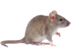 wemma9620's tweet image. If you are looking for the best #RodentControlservice in #Bowral, then contact Ozwide Pest & Property Solutions Pty Ltd - Southern Highlands. Visit-maps.app.goo.gl/y6NNqnf1K5twbM…