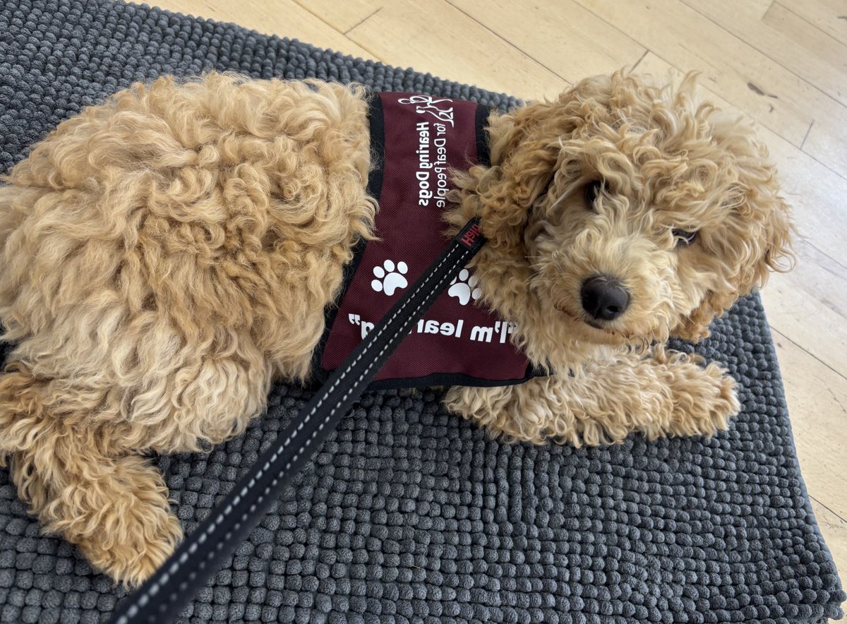 Just trying it on for size 🐾🥰

Adorable Oti had an exciting puppy class as she spent some time getting comfy in her burgundy training jacket.

In the second stage of her hearing dog training, she's not ready to go out in her jacket yet.

There's still a bit of growing to do! 🐶
