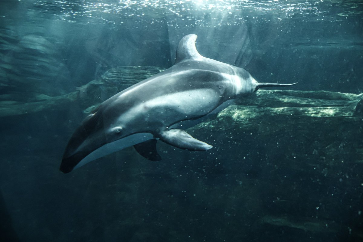 orca_hinata's tweet image. 海遊館のカマイルカはいいぞっ！