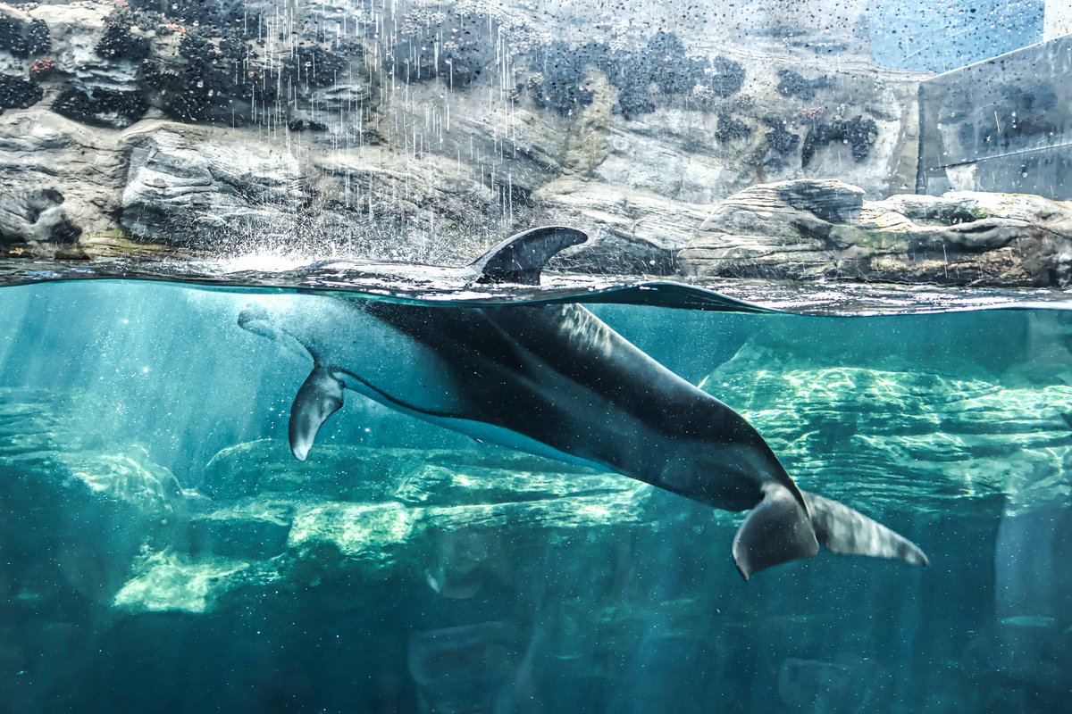 orca_hinata's tweet image. 海遊館のカマイルカはいいぞっ！
