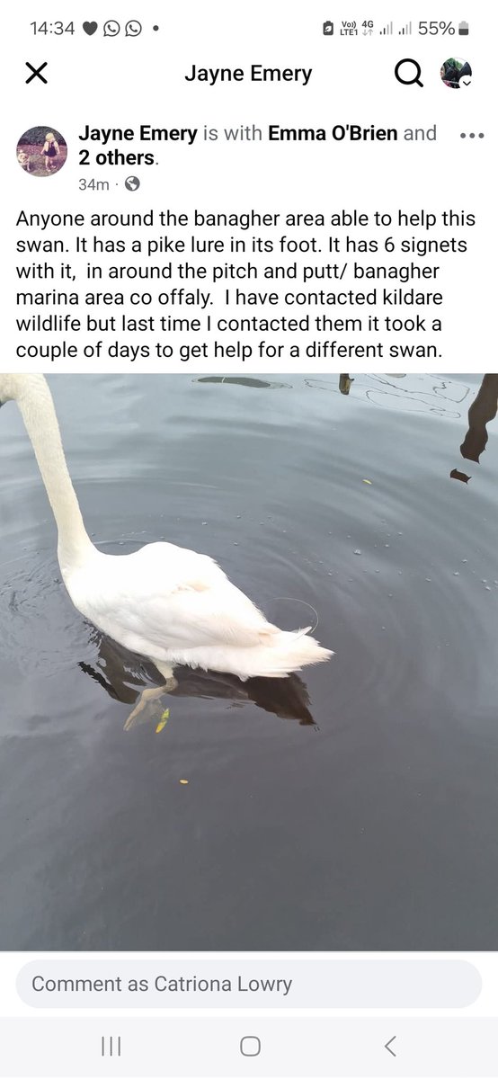 #Help needed #Banagher #Offaly for this #Swan - anyone know someone who could help