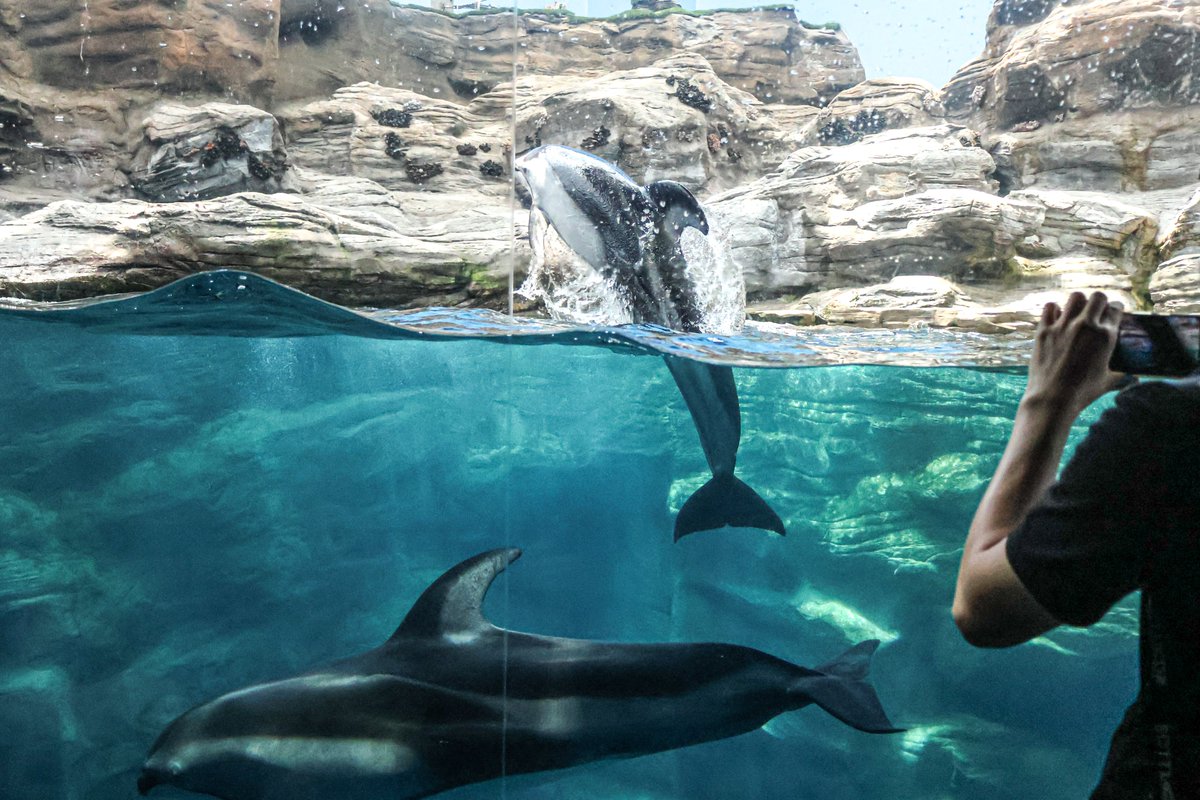 orca_hinata's tweet image. 海遊館のカマイルカはいいぞっ！