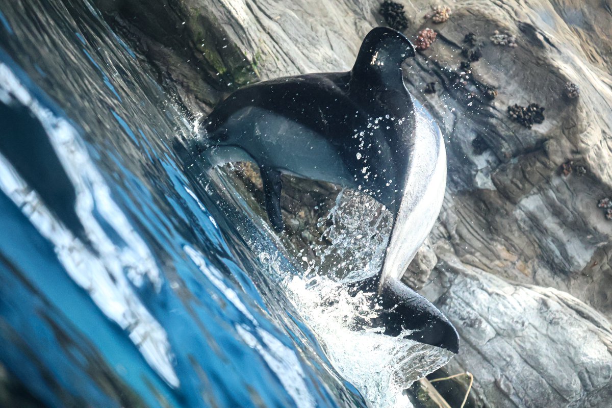 orca_hinata's tweet image. 海遊館のカマイルカはいいぞっ！