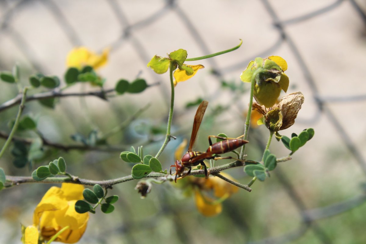 Alejandrodulove's tweet photo. El Tecuami (Senna wislizeni) está en explosión de flores ahora, los paisajes de la región de Tehuacán estan llenos de  amarillo y  este árbol además de hermoso da alimento a mucha biodiversidad (abejas, avispas, mariposas, etc) https://t.co/rP2xCBjJlZ
