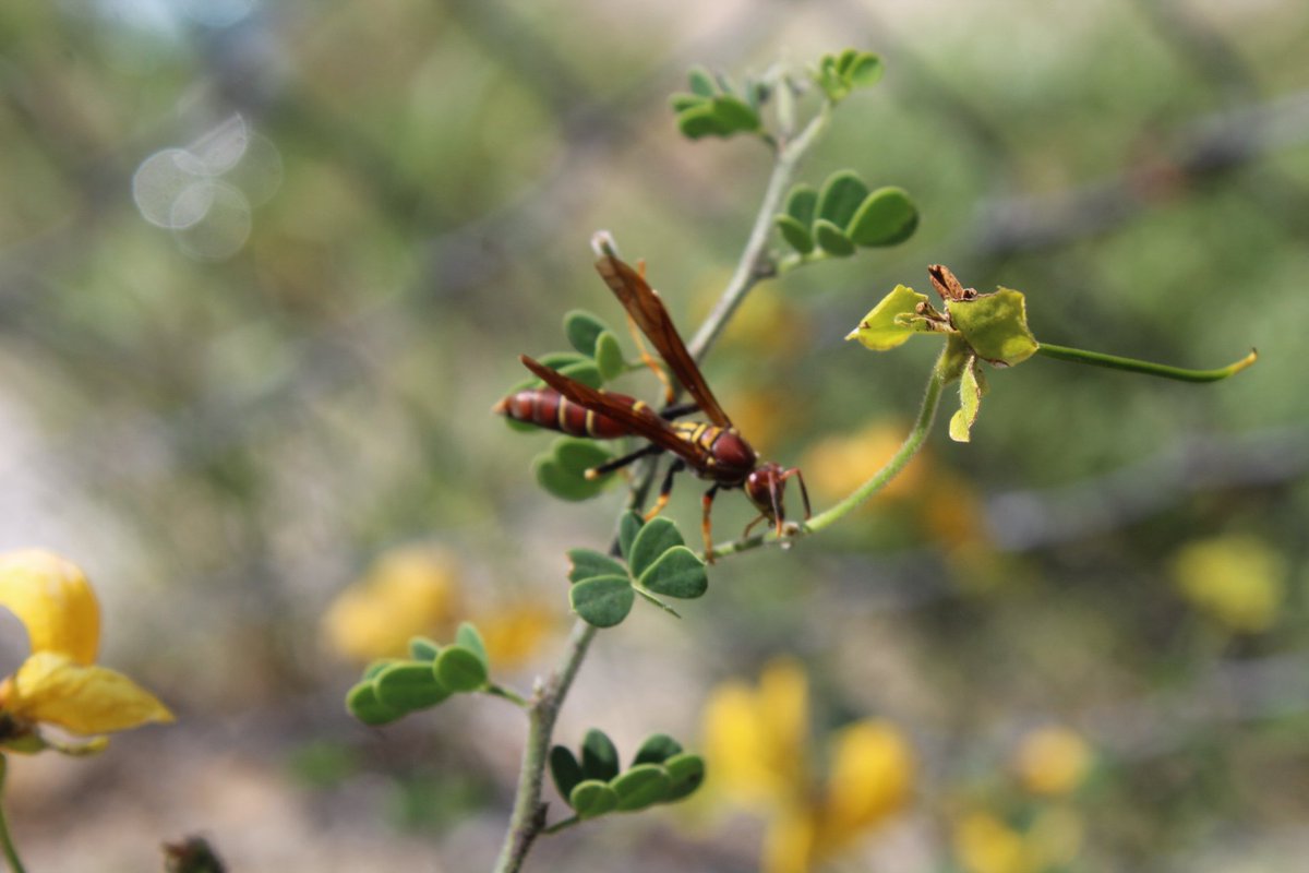 El Tecuami (Senna wislizeni) está en explosión de flores ahora, los paisajes de la región de Tehuacán estan llenos de  amarillo y  este árbol además de hermoso da alimento a mucha biodiversidad (abejas, avispas, mariposas, etc)