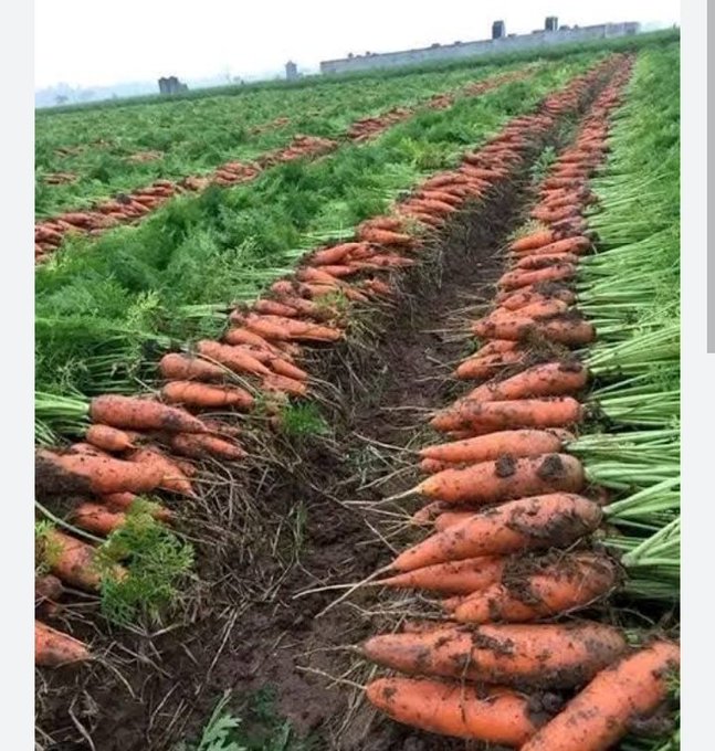 naledifusion's tweet photo. From farm to market, every part of the food chain is showing signs of revival. Fertilizer is affordable, seeds are certified, and farmers are productive. That’s how you build a food-secure and resilient nation. Ruto Delivers #KenyaIsFoodSecure https://t.co/ISsXE5NLjs