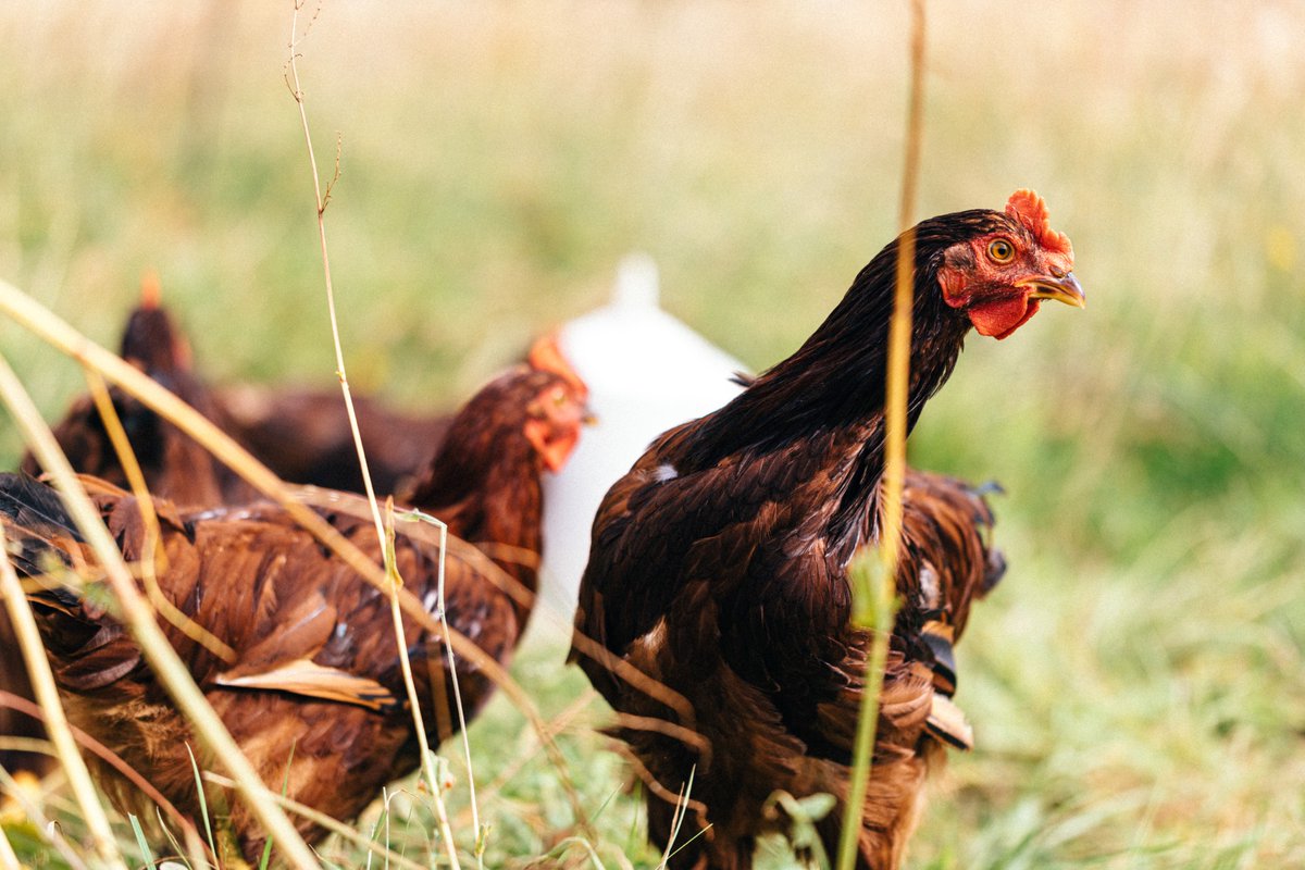 🐓 Could dual-purpose poultry offer a sustainable future for small-scale producers? Five farmers are taking part in a field lab to trial resilient heritage breeds that can be used for both eggs and meat. Join our webinar on Thursday 10 July to learn more: innovativefarmers.org/events/dual-pu…