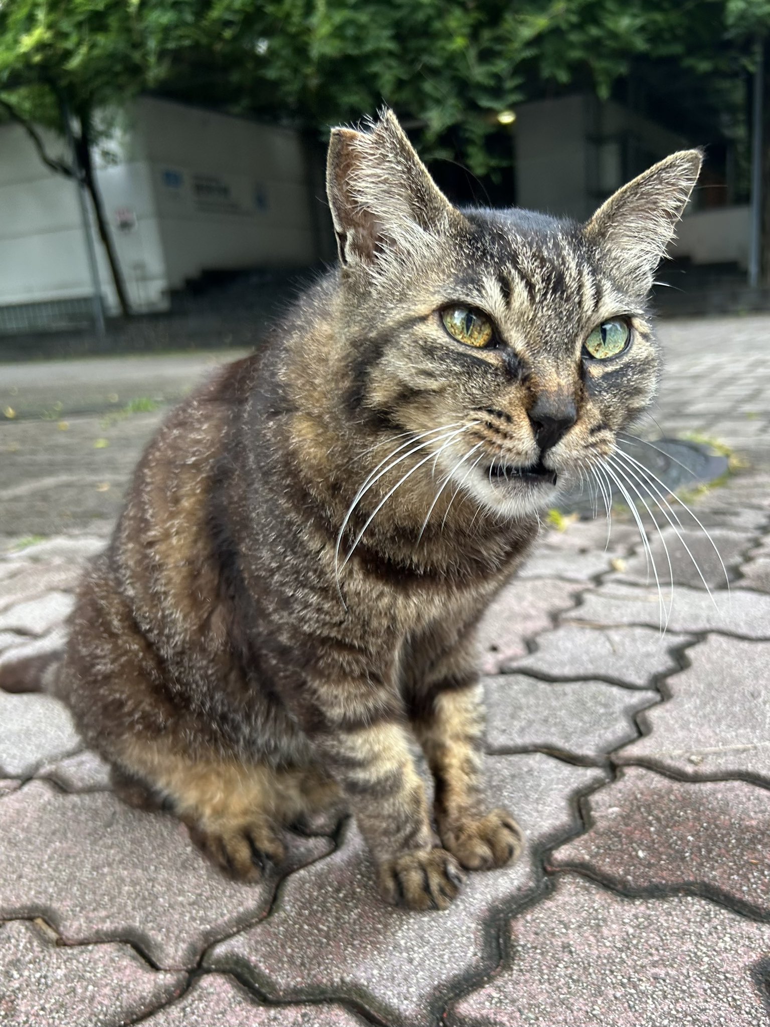 ネコ オックス Coco Land 缶詰とくろねこ(単位50cm)<br><br