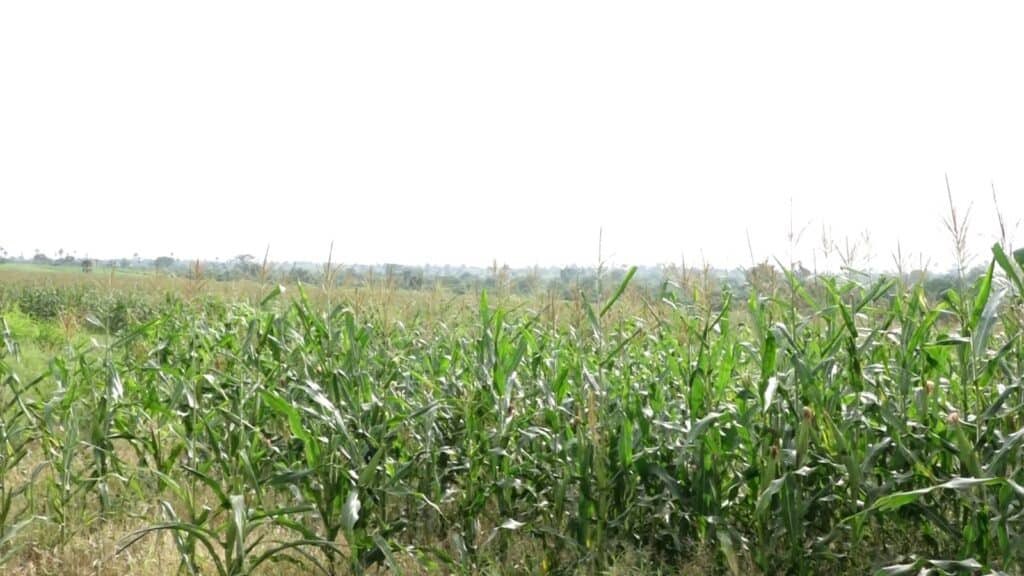 _nsagh's tweet image. NSA Cultivates Over 5,000 Acres of Maize to Boost Feed Ghana Initiative

The National Service Authority (NSA) has made significant strides in Ghana’s agricultural sector by cultivating more than 5,000 acres of maize this year alone as part of efforts to support the government’s…