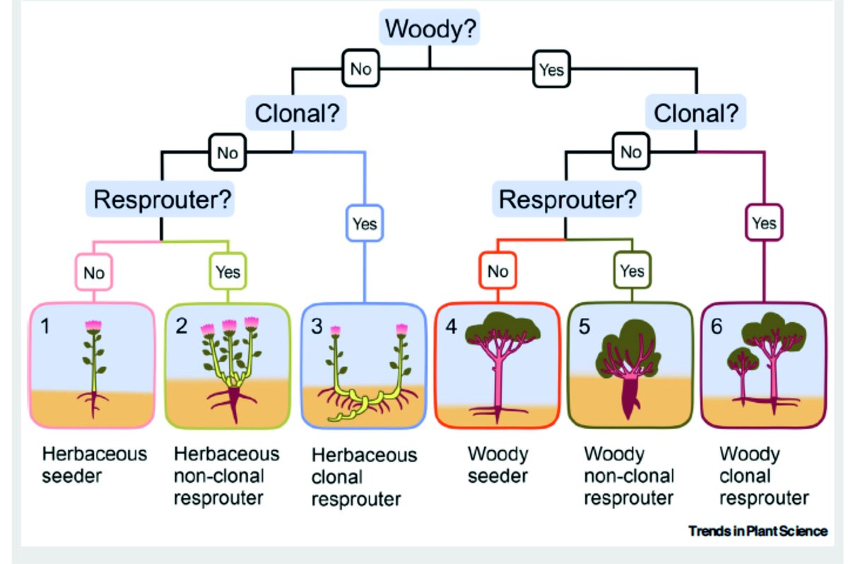 ExFuMo1's tweet image. 📢Klimešová et al. (2025) in Trends Plant Sci: Belowground persistence types relevant to severe disturbance - a new classification! ▶️ 1url.cz/FJExZ
#GoBelowground #ExFuMo #Clonality #BudBank #Resprouting #Disturbance #Storage