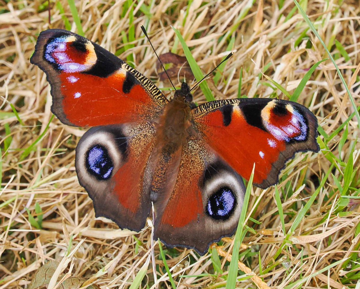 Andrew Thomas (@andrewpbf) on Twitter photo This is a very strange photo. I took about 5 shots of this Peacock and they all turned out looking like the butterfly had been pasted onto a grass background. <a href="/Cornwall_BC/">Cornwall Butterfly Conservation</a> <a href="/savebutterflies/">Butterfly Conservation 🦋</a> This is a very strange photo. I took about 5 shots of this Peacock and they all turned out looking like the butterfly had been pasted onto a grass background. <a href="/Cornwall_BC/">Cornwall Butterfly Conservation</a> <a href="/savebutterflies/">Butterfly Conservation 🦋</a>