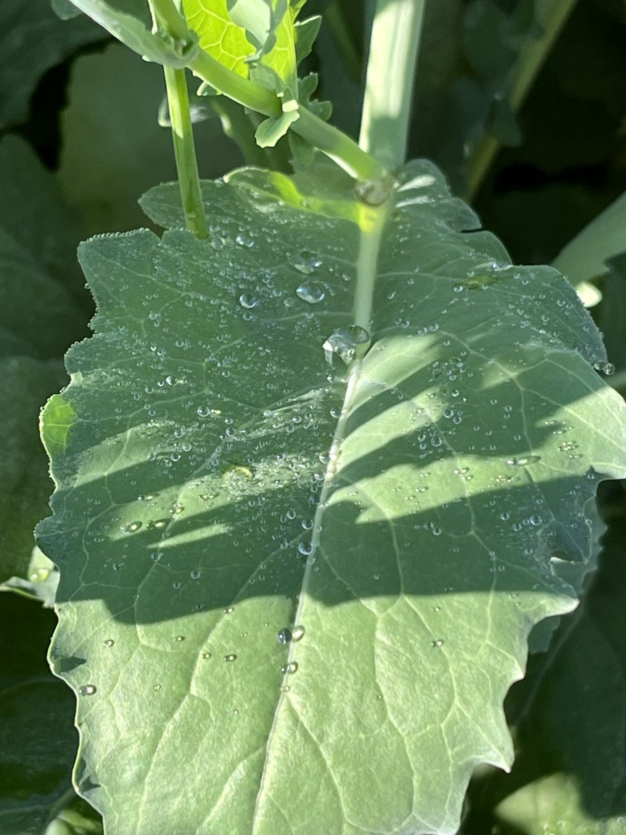 AnnexAgro's tweet image. Wet in our @PioneerSeedsCA trials this am. How much does disease resistance factor into your canola seed decision?