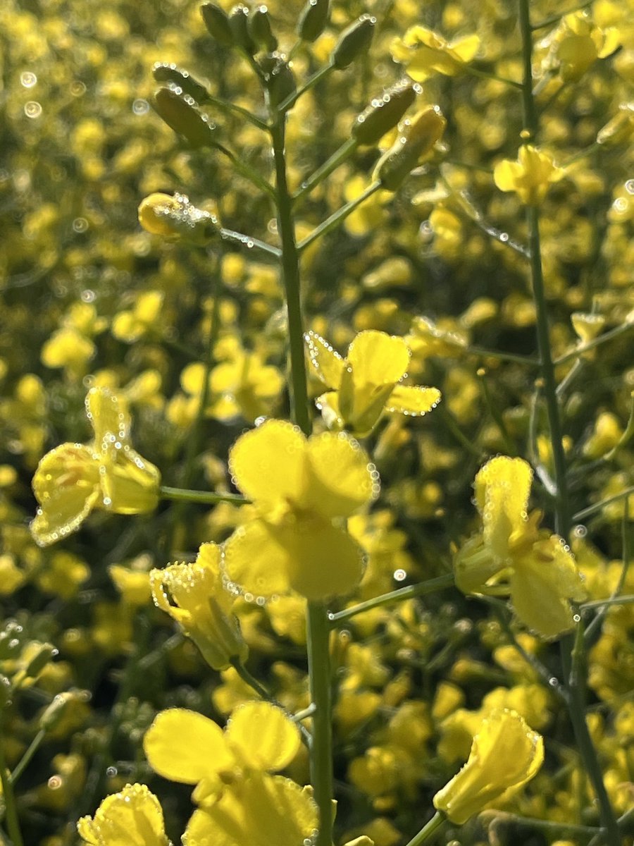 Travis Wiens (@annexagro) on Twitter photo Wet in our <a href="/PioneerSeedsCA/">Pioneer Seeds Canada</a> trials this am. How much does disease resistance factor into your canola seed decision? Wet in our <a href="/PioneerSeedsCA/">Pioneer Seeds Canada</a> trials this am. How much does disease resistance factor into your canola seed decision?