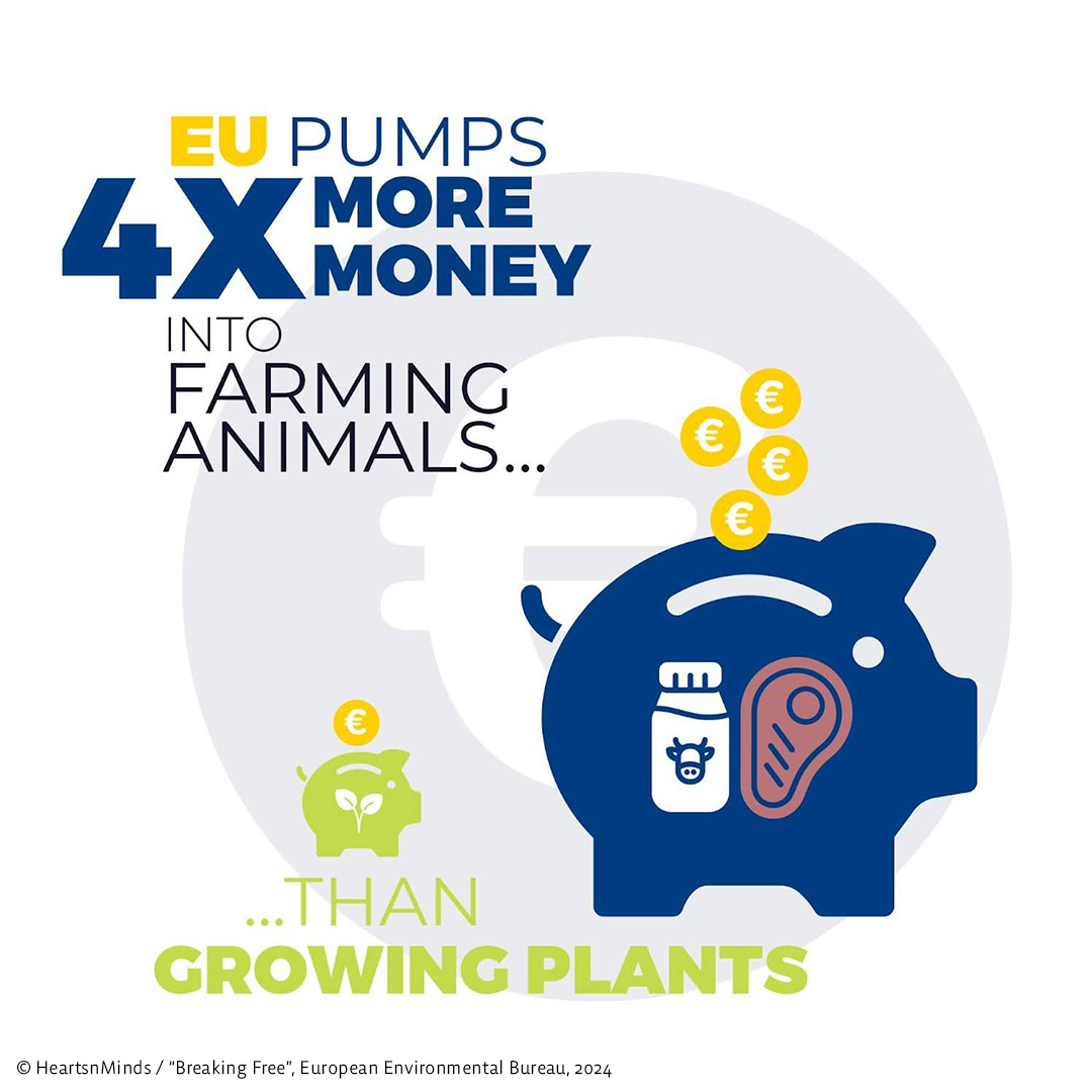 AnimalLawEurope's tweet image. ❗The EU spends 4x more on farming animals than plants.
💶 The Common Agricultural Policy encourages cruel, polluting diets.
🌱 An EU #PlantBased Action Plan could boost #AnimalWelfare, climate goals, & public health.
🔗 More → tinyurl.com/3a85x4r7
