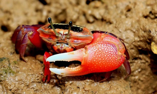 RJ｜0xRJ.eth tweet media