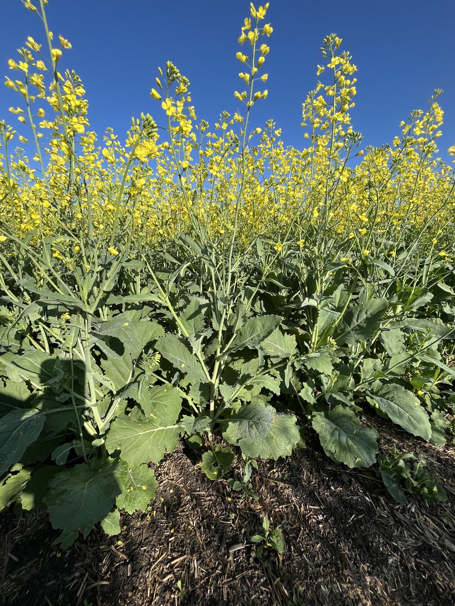 Travis Wiens (@annexagro) on Twitter photo Lots of pods already in this experimental hybrid in our <a href="/PioneerSeedsCA/">Pioneer Seeds Canada</a> trial. #MeaningfullyDifferentHybrids Lots of pods already in this experimental hybrid in our <a href="/PioneerSeedsCA/">Pioneer Seeds Canada</a> trial. #MeaningfullyDifferentHybrids